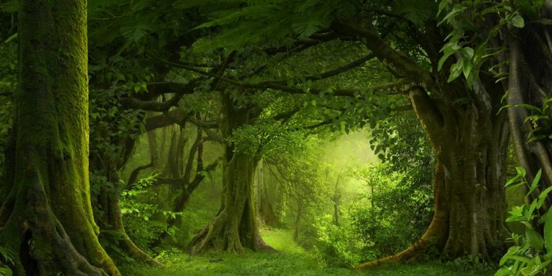 Bosques