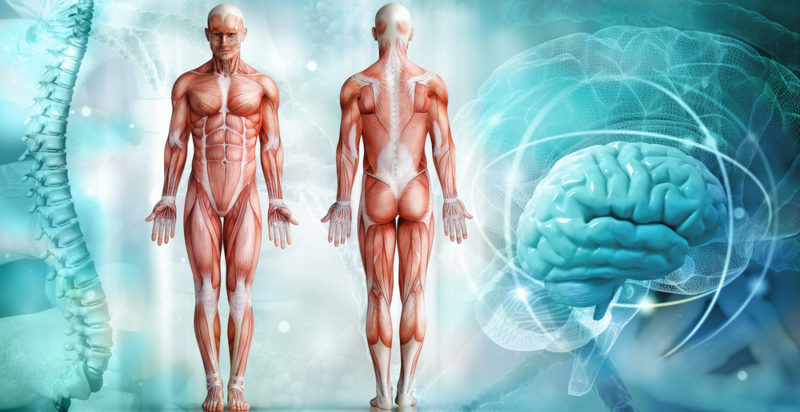 Sistemas del cuerpo humano