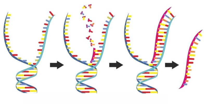 acidos nucleicos adn arn funciones