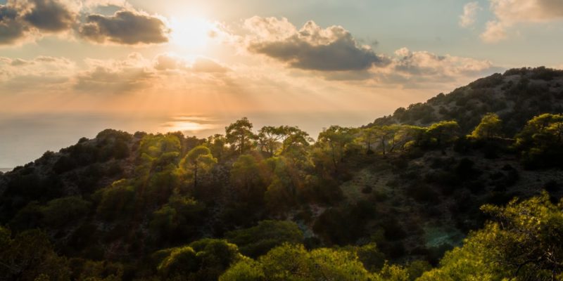 Bosque mediterráneo