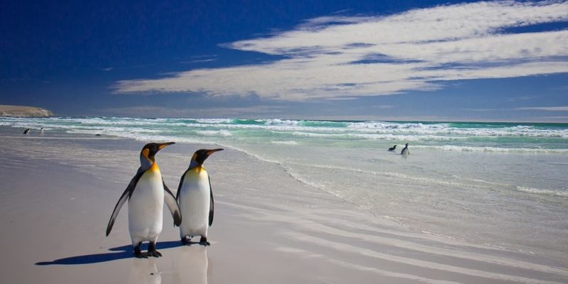 monogamia animales pinguinos