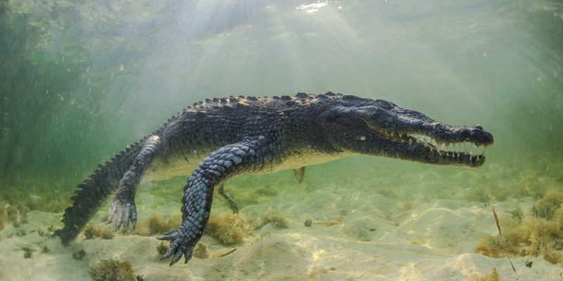 cocodrilo caracteristicas