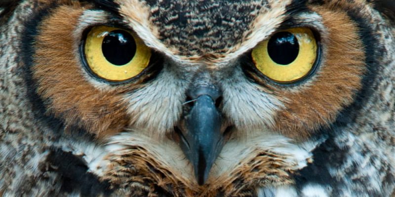 Características de los seres vivos